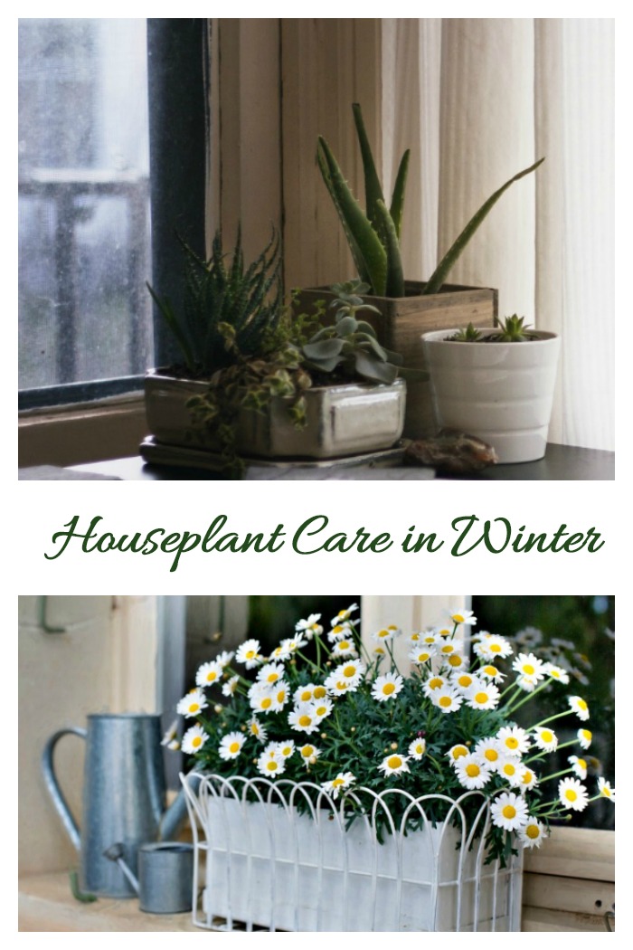 Follow these tips fow houseplant care in the winter.