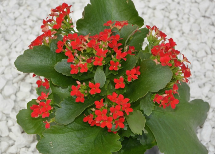 Kalanchoe in flower.