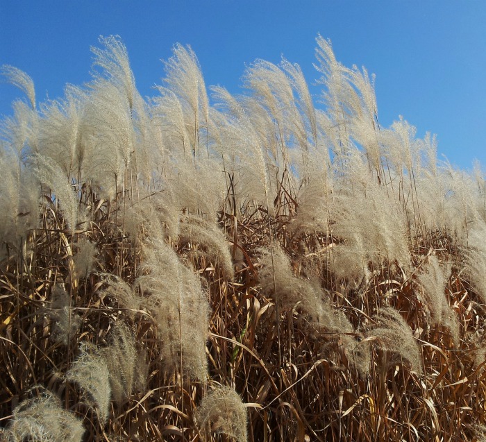 Native grasses provide seed heads for birds in winter