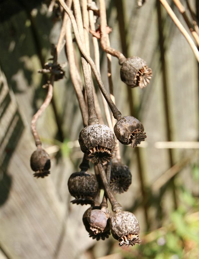 One of my favorite bird feeding tips is to leave seed heads on plants at the season's end. Poppy seed heads are attractive to birds