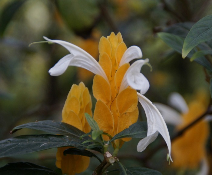 Golden shrimp plant