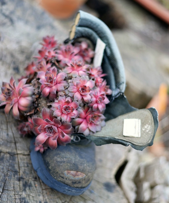 succulent shoe planter