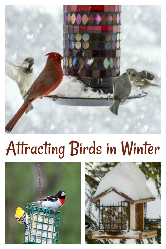 Tips for Attracting Birds in Winter. See how you can have birds all year long in your yard.