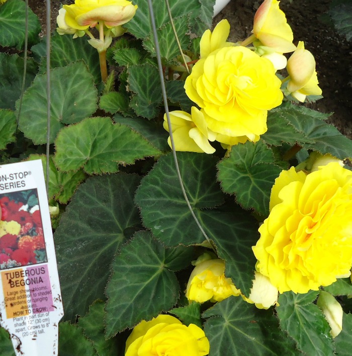 Tuberous begonias make a very pretty indoor plant