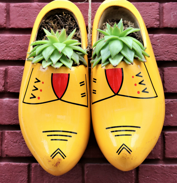 Wooden shoes with succulents