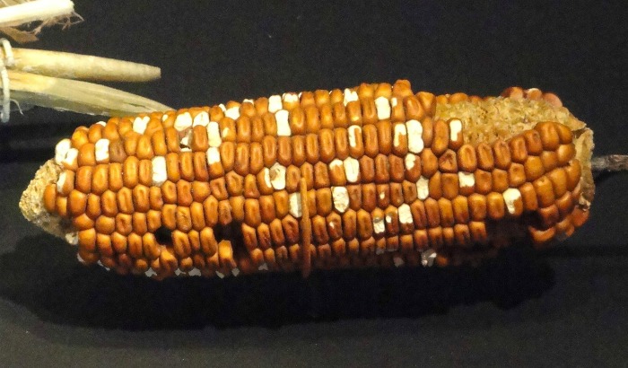 Irregular corn kernels