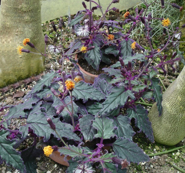 Gynura Aurantiaca growing outdoors can take over a spot quickly