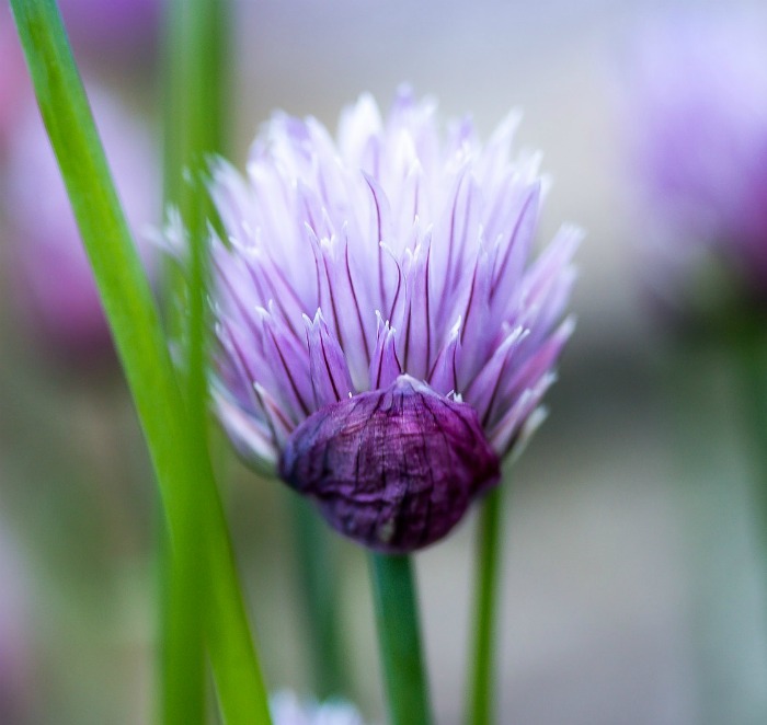 Delicate chive flowers