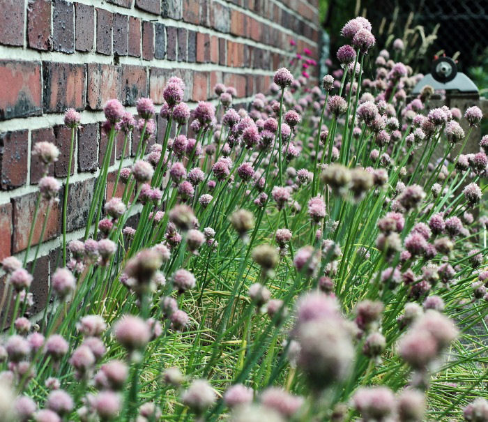 Fresh chives makes a great border plant