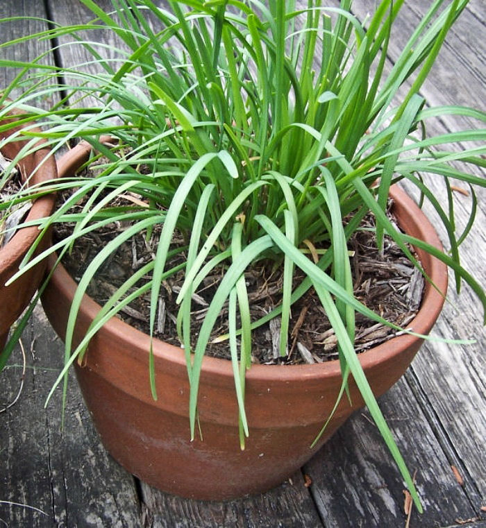 Broad leaf chives