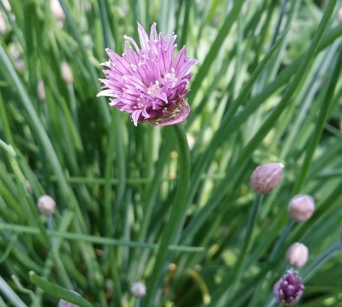 chive flowers and buds