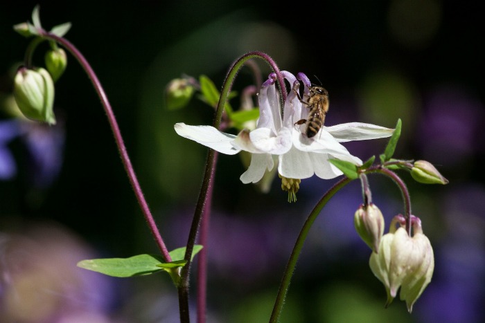 Bees and butterflies love the nectar of columbine flowers