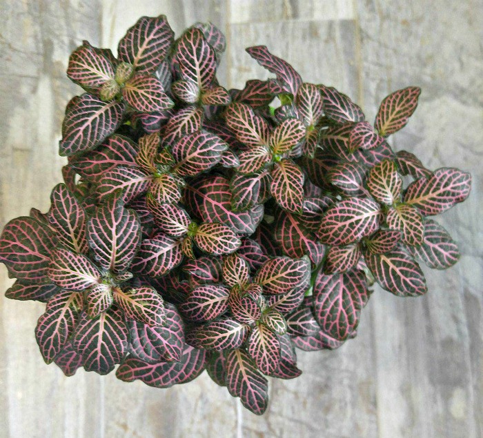 Leaves of Pink Angel Fittonia