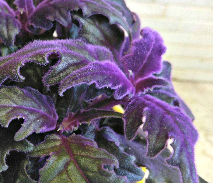 purple hairy leaves of gynura aurantiaca