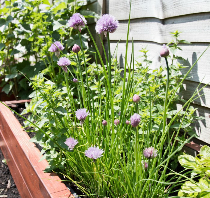 Growing chives on a deck