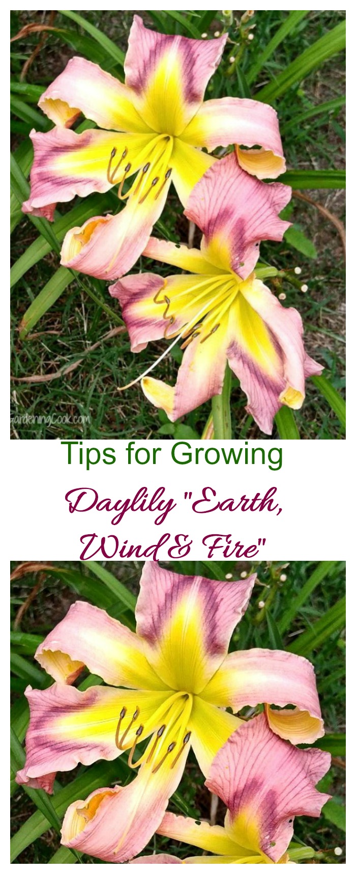 Daylily Earth Wind and Fire is a beautiful perennial bulb with a cascade petal habit. It is easy to grow and will re-bloom.