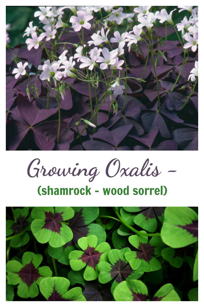 Purple oxalis in flower and green oxalis leaves with words rewading Growing Oxalis - shamrock, wood sorrel.""