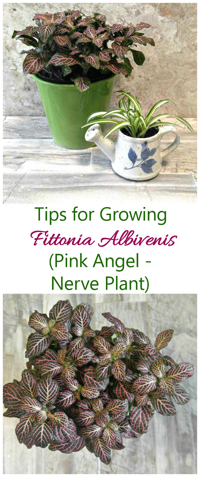 If you are looking for the ideal terrarium plant, try growing Fittonia albivenis. It is easy care and has lovely veined leaves. #fittoniapinkangel #fittoniaplants