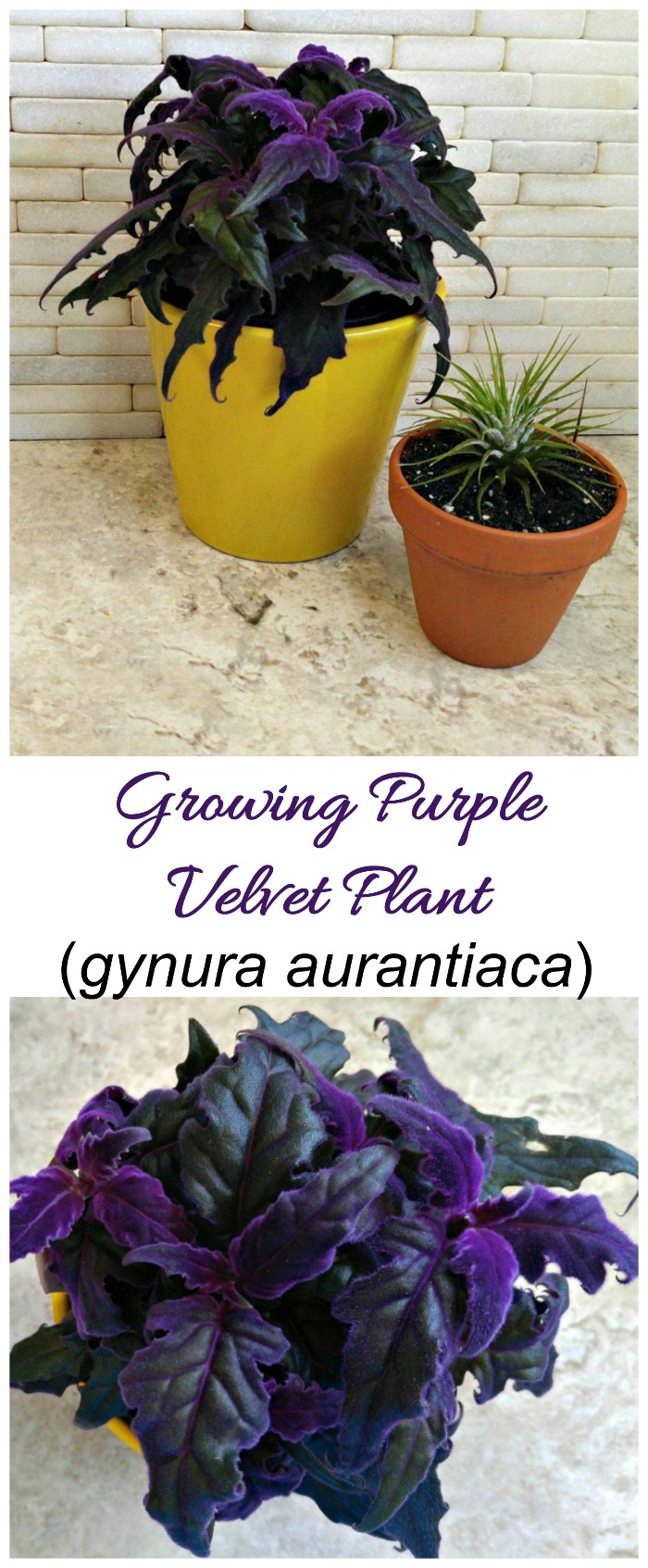 Purple velvet plant is a tropical houseplant from Java with velvety soft leaves in a bright purple color.