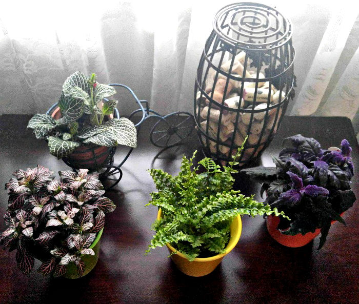 Low light plants