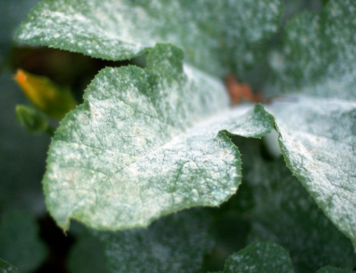 Powdery mildew on pumpkin leaves is one of the common vegetable garden problems