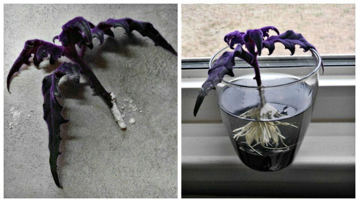 Propagating purple velvet plant