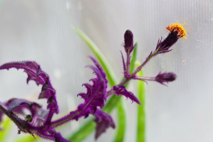 Purple velvet flower has an offensive smell.