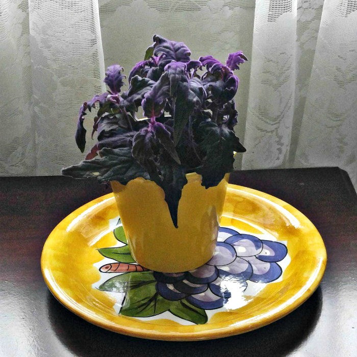 Purple Passion Plant (Gynura Aurantiaca) – Growing Purple Velvet Plants