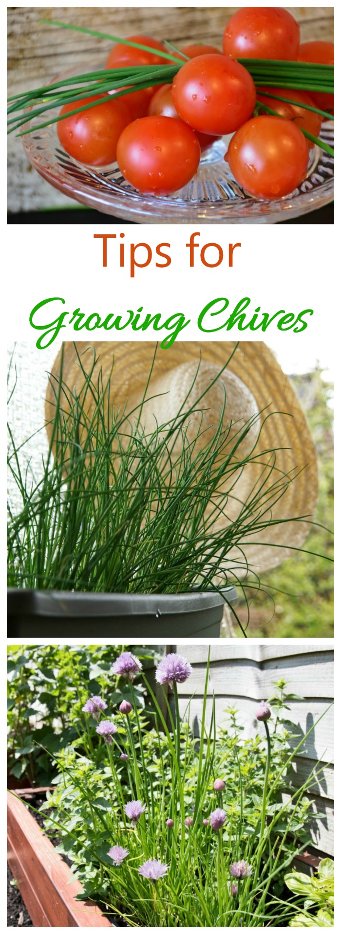 Growing chives is easy. They can be grown in the ground or in pots and containers. See my tips for growing this essential kitchen herb.