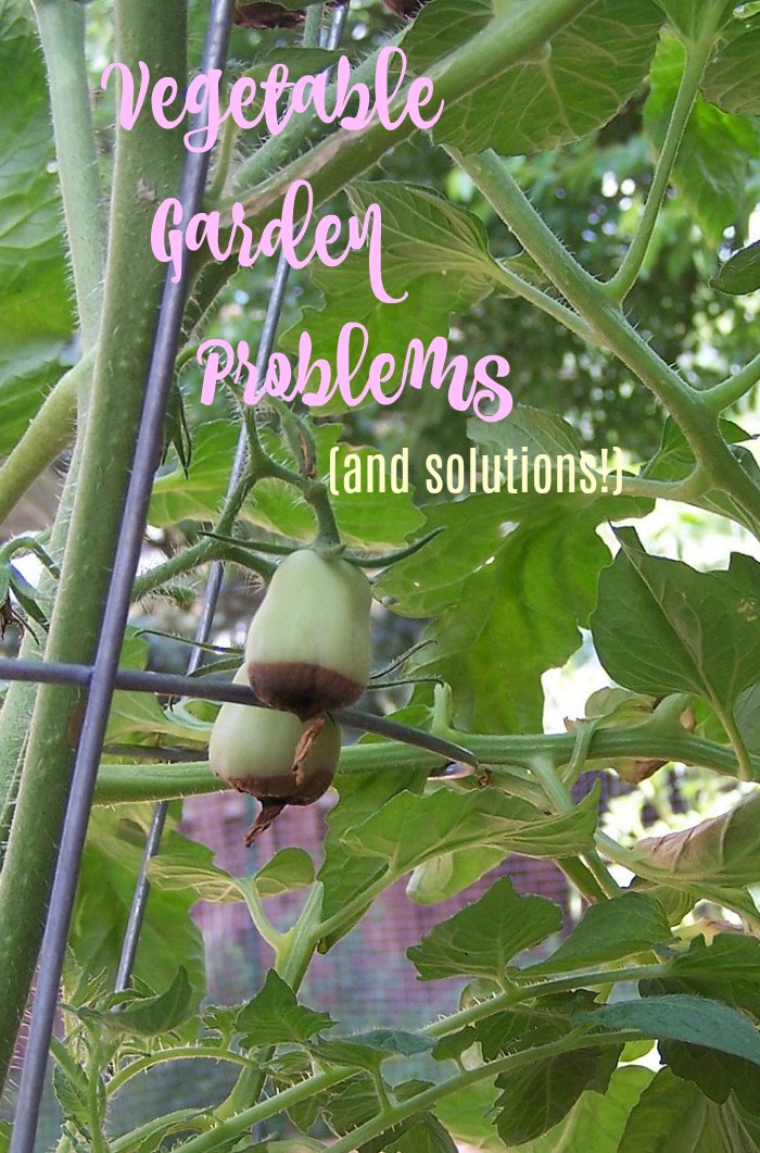Vegetable Garden problems and solutions for dealing with them