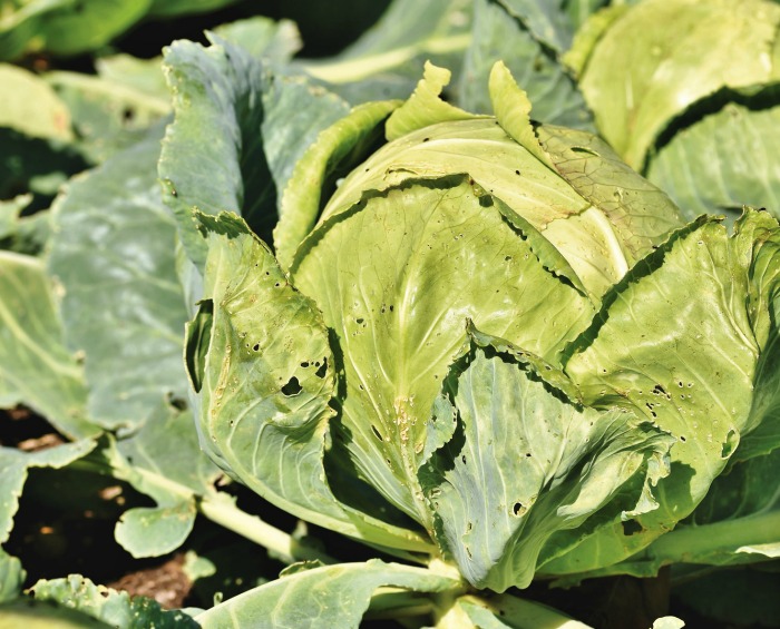 cabbages with holes in leaves
