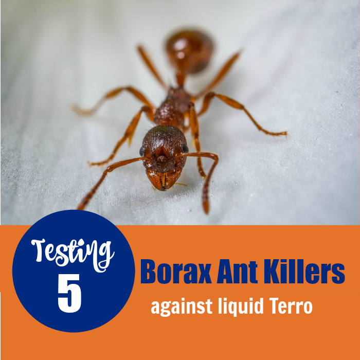Borax Ant Killers – Testing 5 Different Natural Ant Killers Against Terro