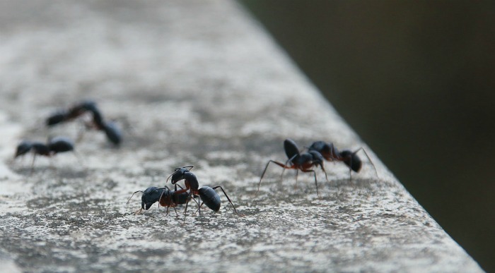 Ants can be a real nuisance in the home in warm weather