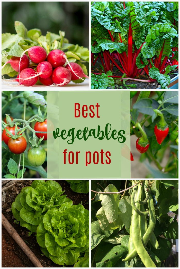 Vest vegetables to grow in pots
