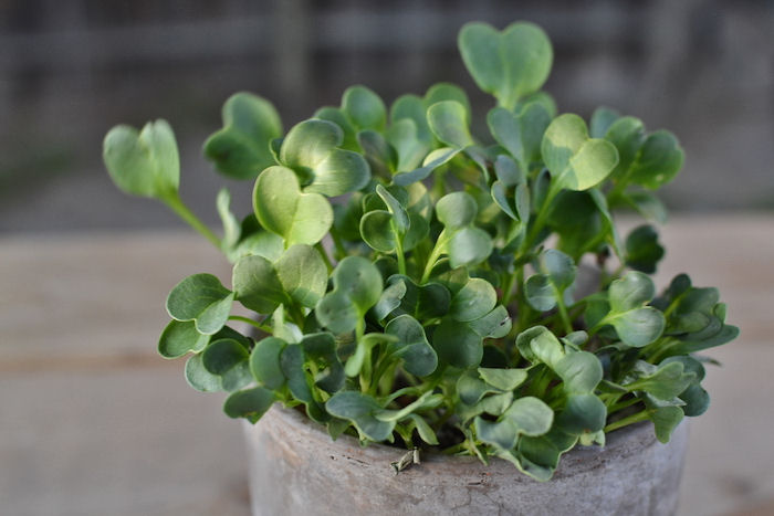 Cabbage microgreens