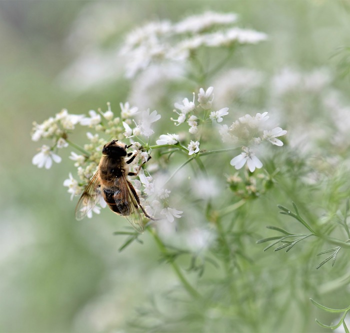 Bee on cilantro flowers