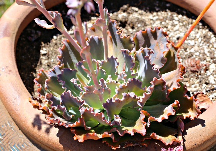 Neon Breakers in full sun