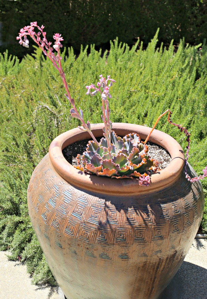 Echeveria neon breaker in flower