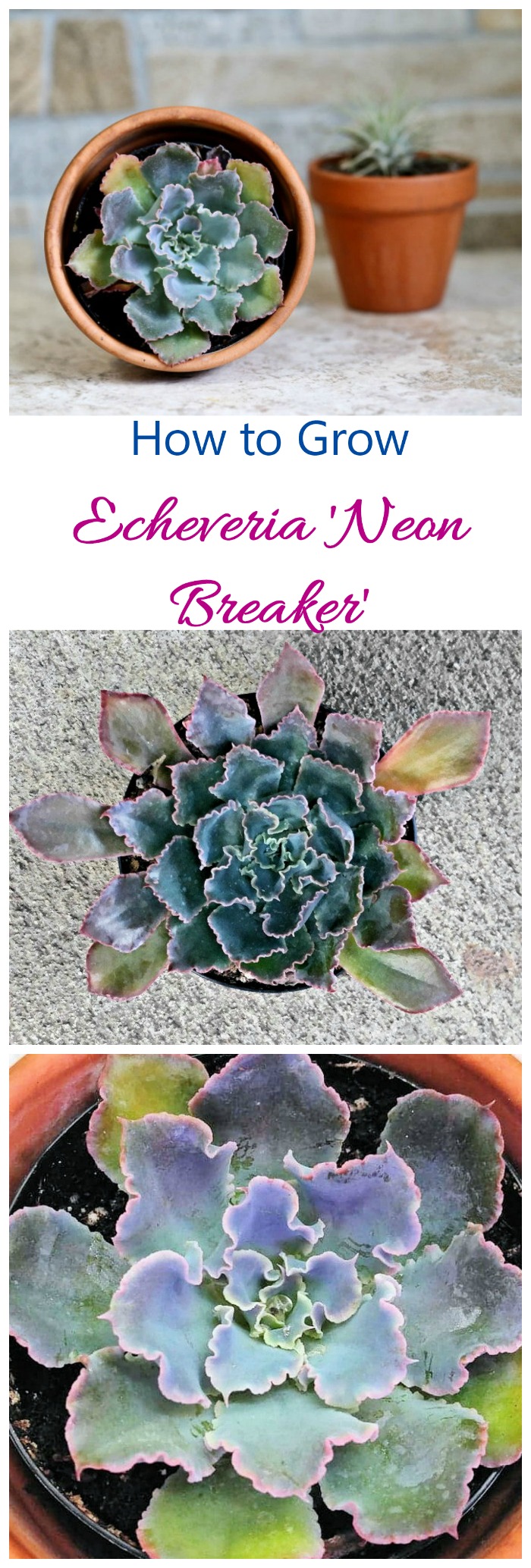 Echeveria Neon Breakers has blue green leaves with deep pin margins and curled edges. It is drought resistant and easy to grow if you follow a few tips.