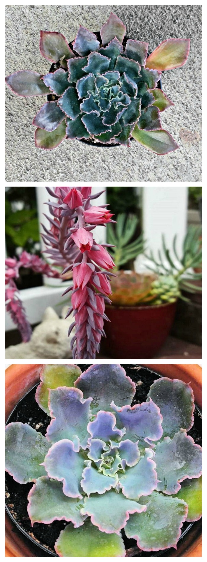 Echeveria Neon Breaker has blue green leaves with deep pin margins and curled edges. It is drought resistant and easy to grow if you follow a few tips.