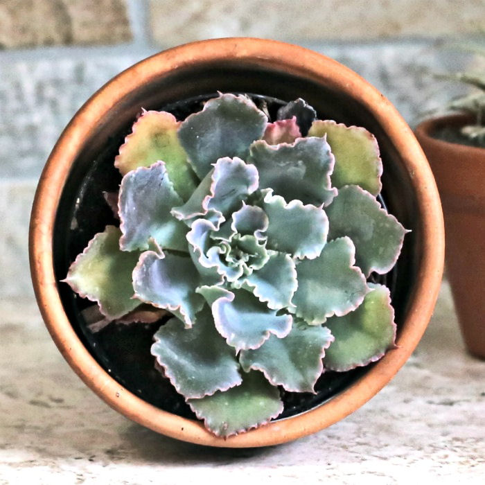 Echeveria Neon Breakers – Grow this Amazing Succulent for Great Color