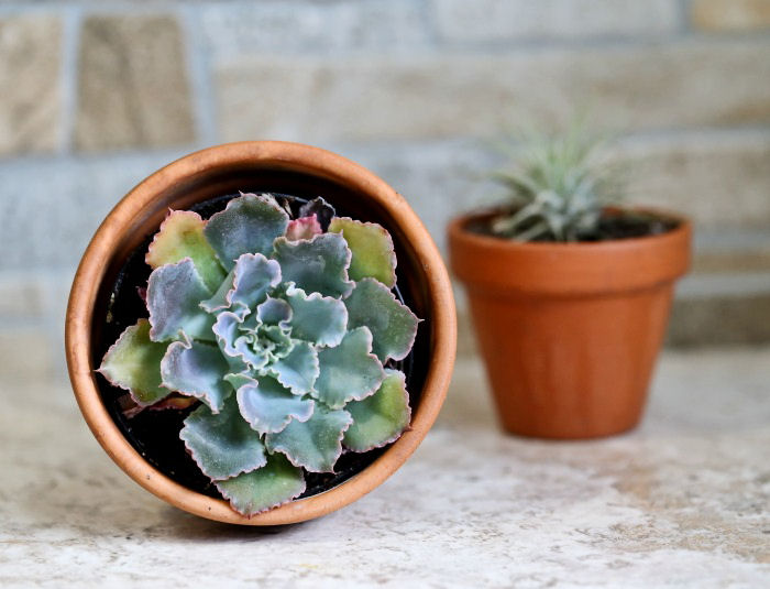 Echeveria Neon Breaker and air plant