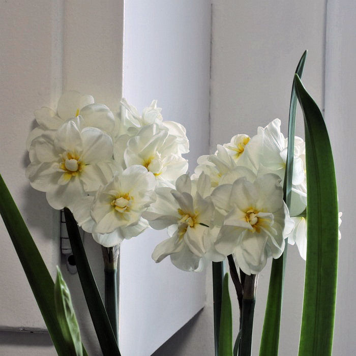 Forced paperwhite bulbs