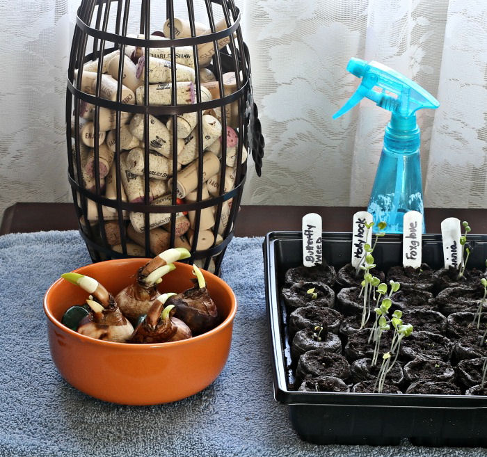 Forcing paperwhites in a dark spot