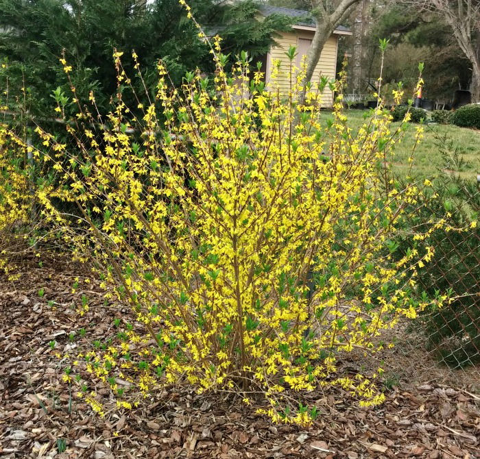 How to plant Forsythia in spring near a fence line
