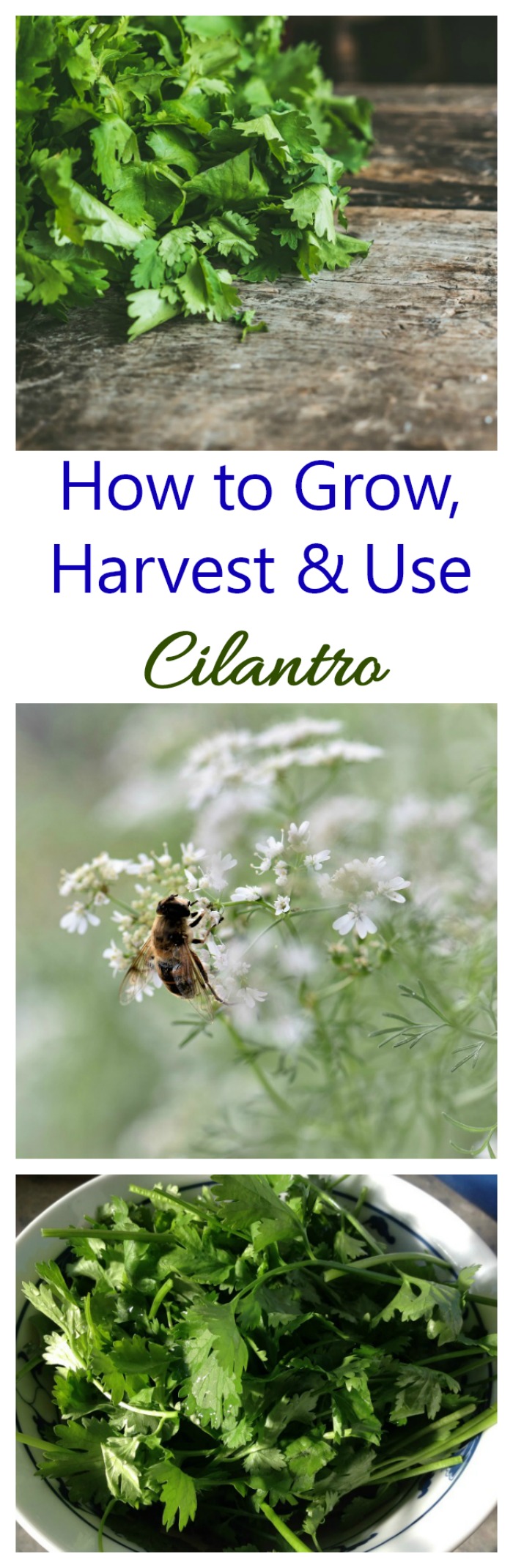 Tips for growing cilantro plants as well as how to harvest and use this popular herbs.