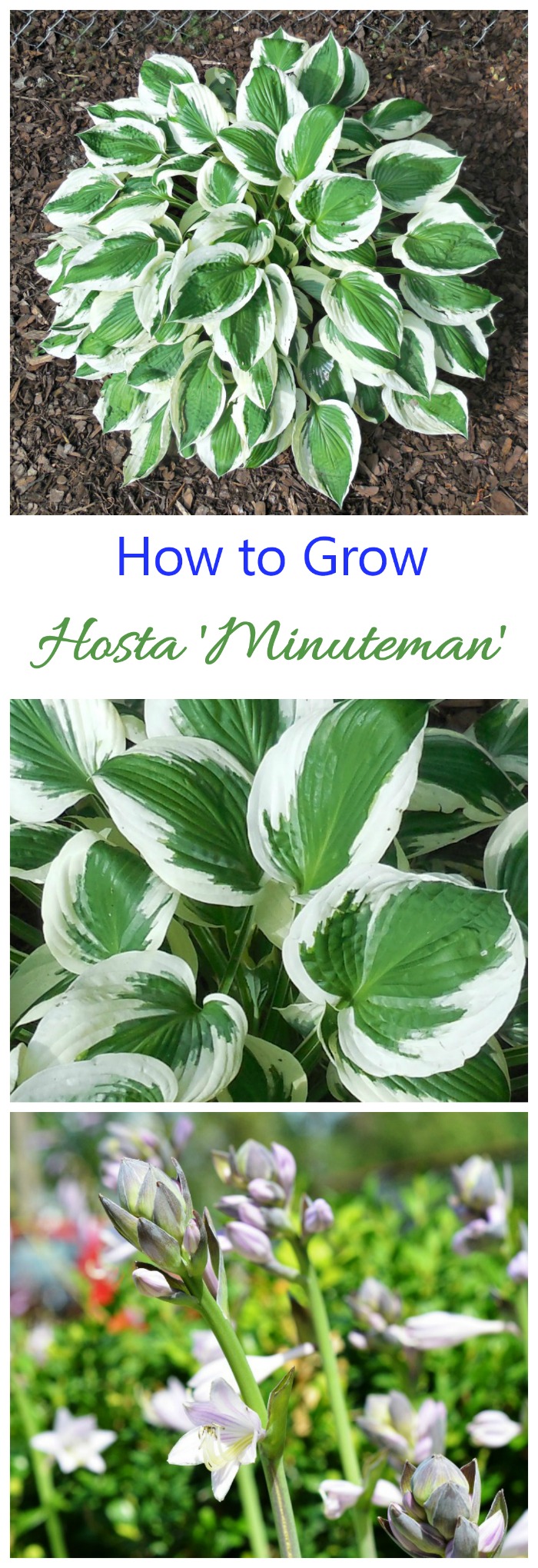 Hosta Minuteman has wide white margins and deep green centers. It is a standout in any shade garden..