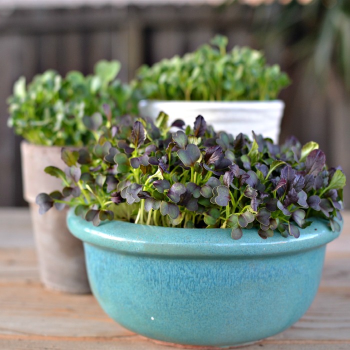 Growing Microgreens – How to Grow Micro Greens at Home