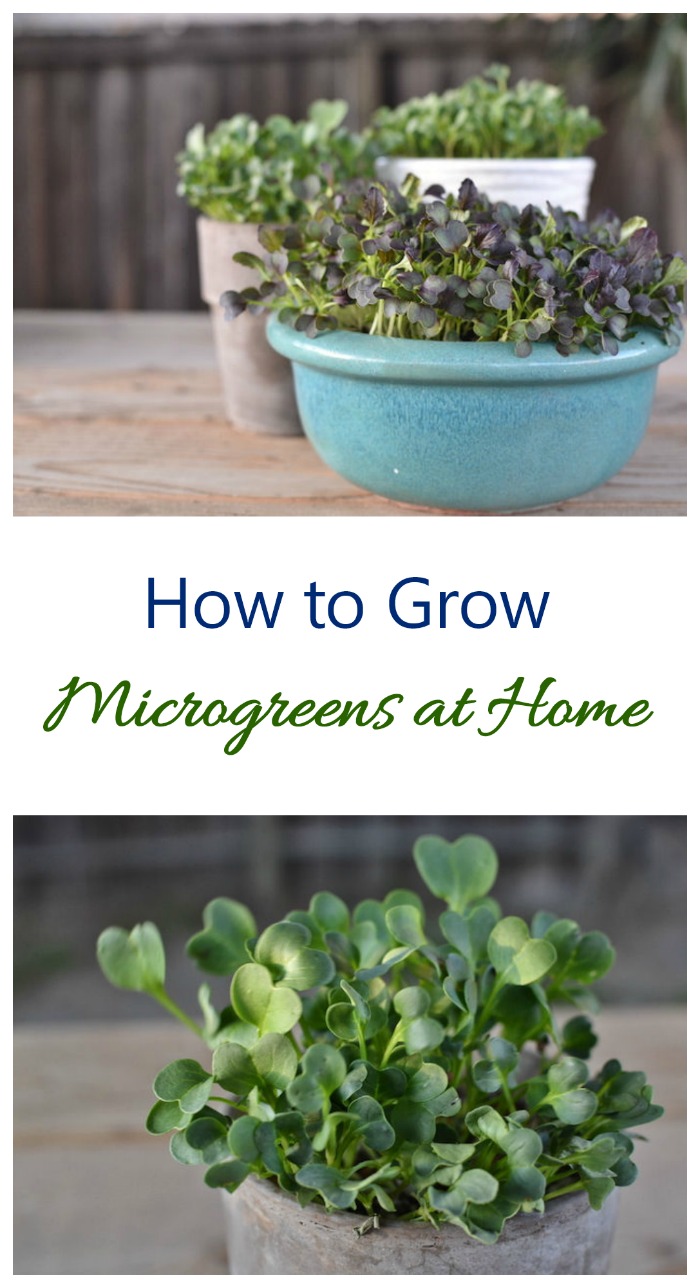 Growing microgreens at home is very easy. They make great indoor plants and are also edible in salads and sandwiches