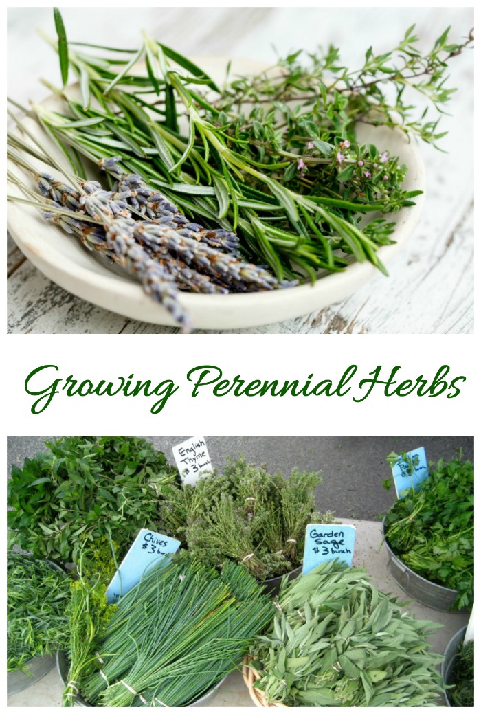 Growing Perennial Herbs